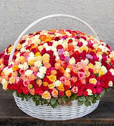 501 голландская роза  разных цветов в корзине