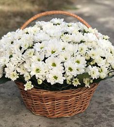 30 белых кустовых хризантем в корзине